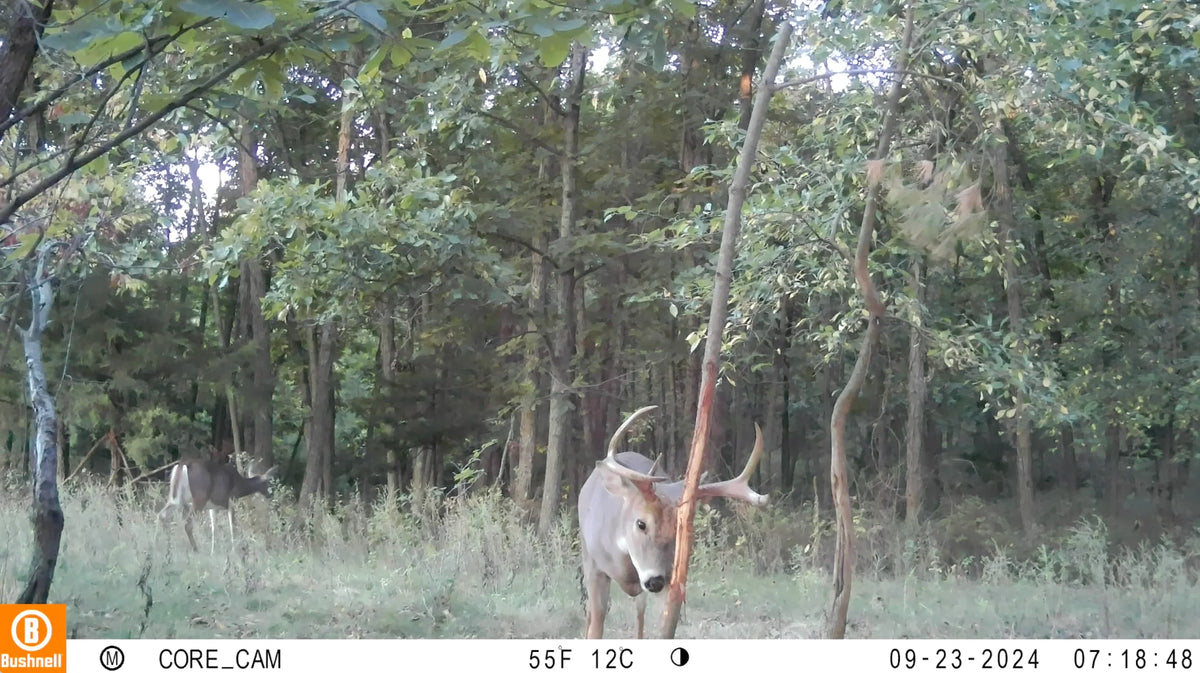 The Rub Tree System | Great for Scrapes Too! | Early Season - Post Rut
