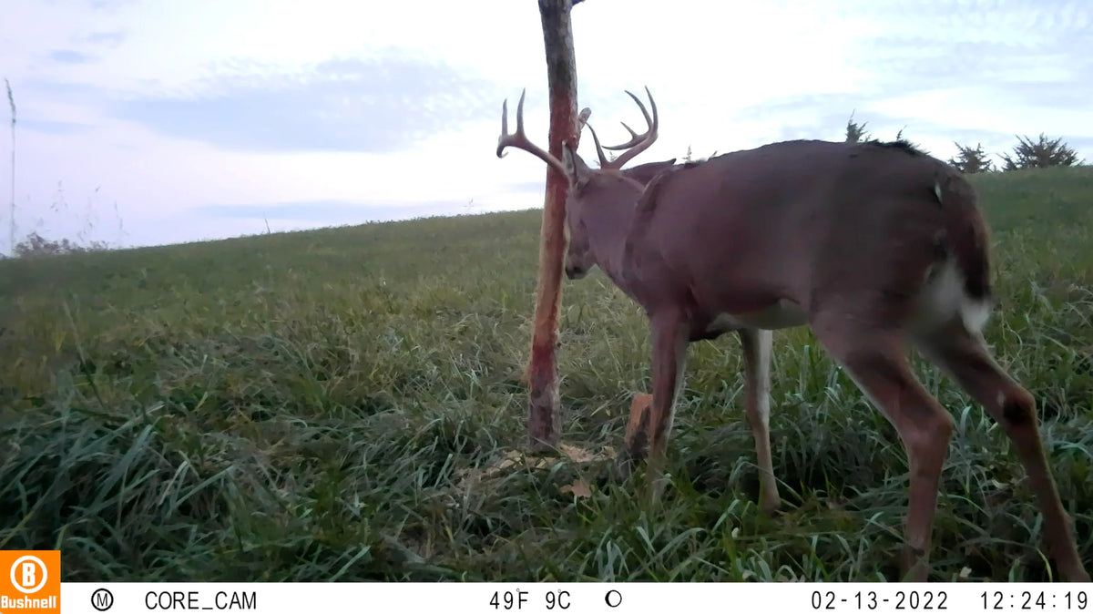 Buck Junkie | Buck Preorbital/Forehead/Salivary Glands