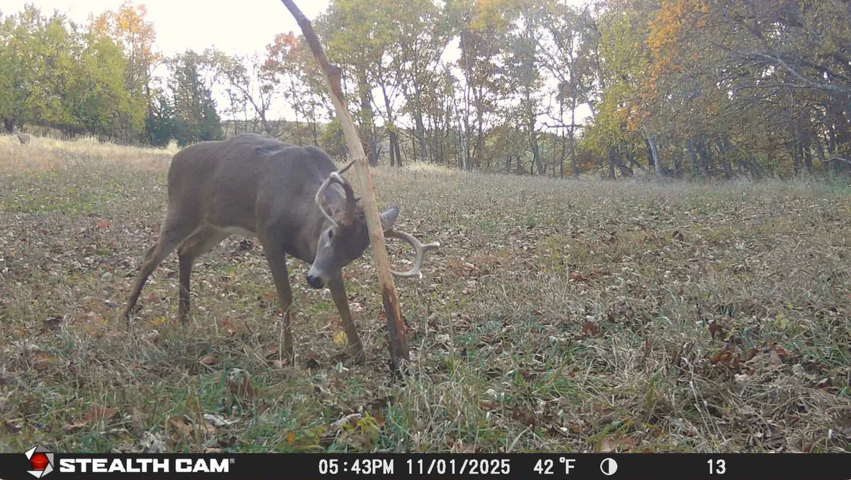 Buck Junkie | Buck Preorbital/Forehead/Salivary Glands
