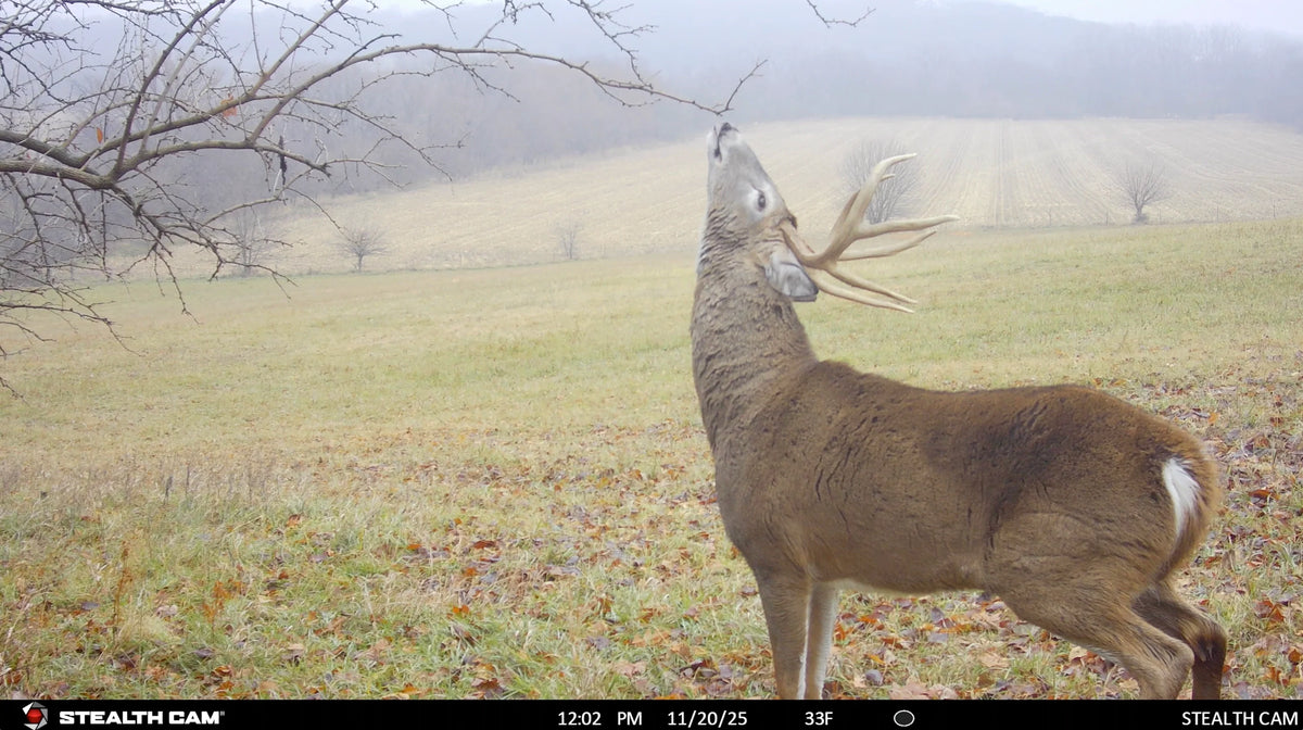 The Rut System | Peak Rut