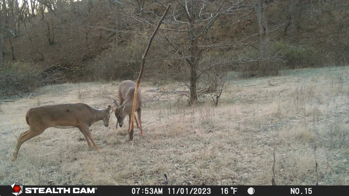Buck Junkie | Buck Preorbital/Forehead/Salivary Glands