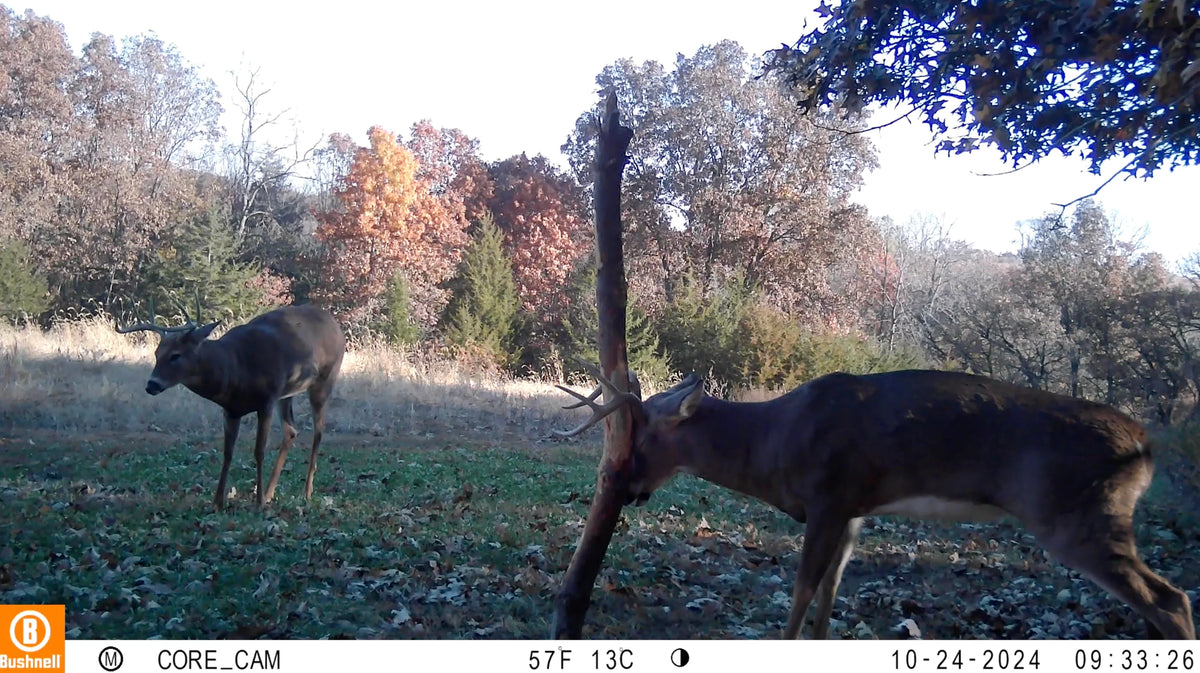 Buck Junkie | Buck Preorbital/Forehead/Salivary Glands