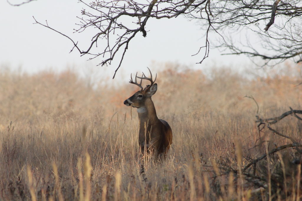 study-series-pt-1-wildlife-and-habitat-conservation-programs-old